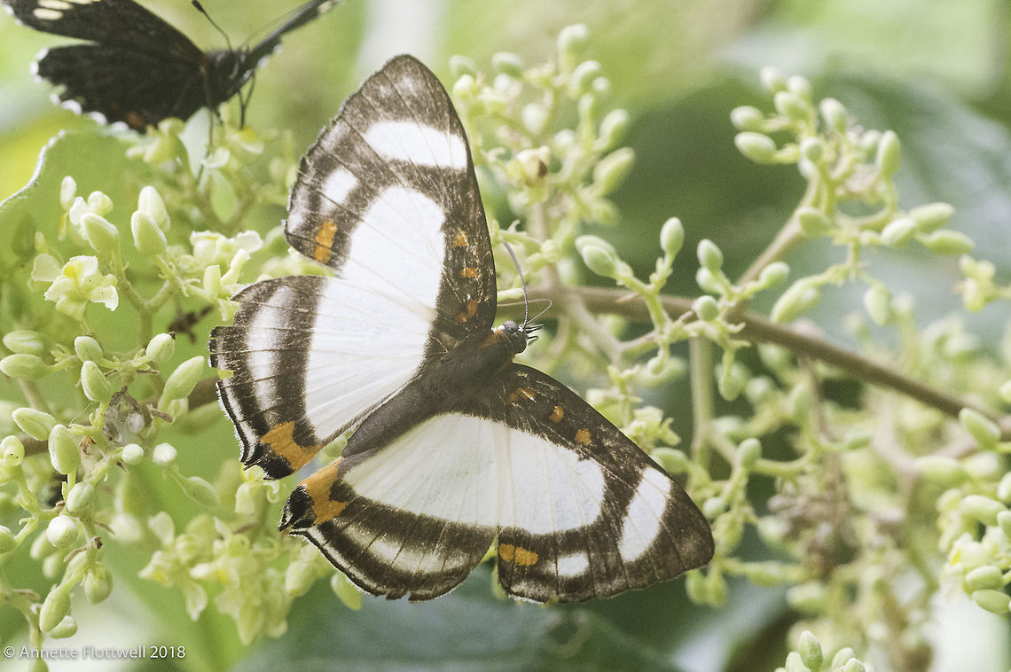 Mariposa Marinera -Thisbe lycorias rio blanco surprised me with 4 new species Banner Metalmark,Costa Rica,Geotagged,Lepidoptera,Rhiodinae,Summer,Thisbe lycorias,butterfly,guanacaste,insect,insecte,mariposa,papillon