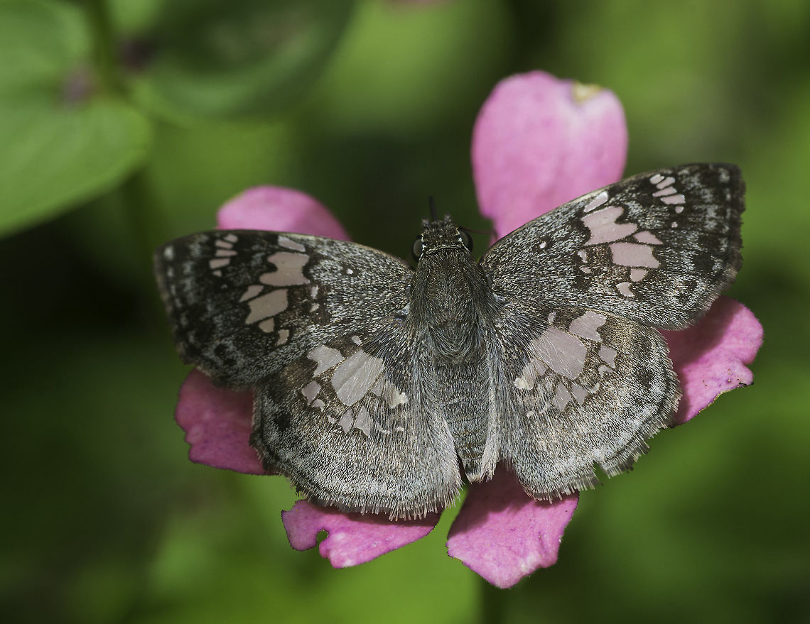 Xenophanes tryxus, Costa Rica in my garden, much better looking than last year :) Costa Rica,Geotagged,Lepidoptera,Summer,Xenophanes tryxus,butterfly,glass winged skipper,hesperidae,hesperiidae,hesp&eacute;ridos,insecte,mariposa,papillon,pyrgus