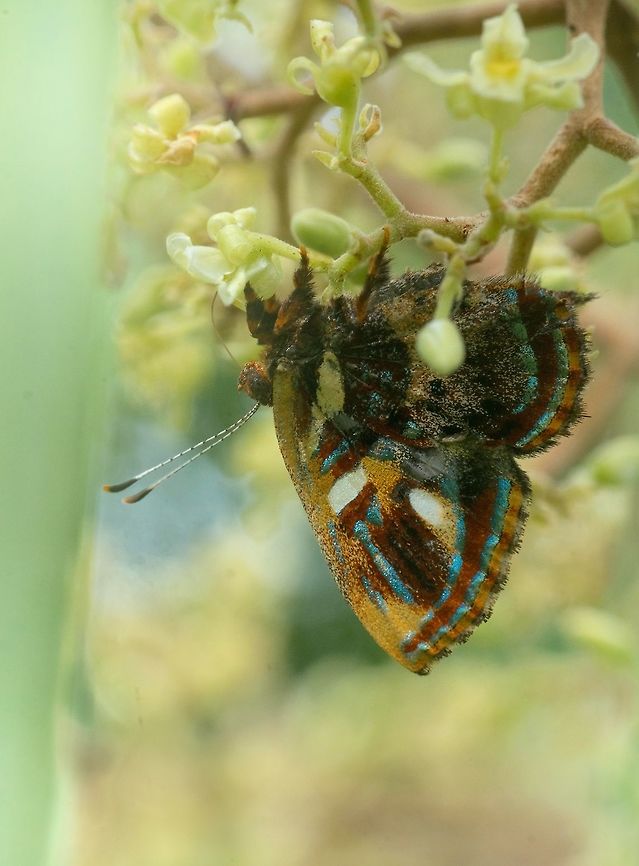 Anteros carausius another one from volcanic smelling rio blanco<br />
<a href="https://sv.wikipedia.org/wiki/Anteros_carausius" rel="nofollow">https://sv.wikipedia.org/wiki/Anteros_carausius</a><br />
<a href="https://www.inaturalist.org/taxa/148808-Anteros-carausius" rel="nofollow">https://www.inaturalist.org/taxa/148808-Anteros-carausius</a> Anteros carausius,Costa Rica,Geotagged,Lepidoptera,Riodinae,Riodinidae,guanacaste,insect,insecte,mariposa,mariposa diamantina