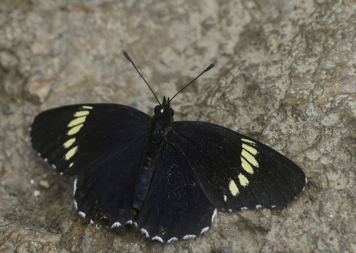 Chlosyne melanarge another one from last weekend<br />
<a href="https://www.acguanacaste.ac.cr/paginas-de-especies/insectos/104-nymphalidae/3591-i-chlosyne-melanarge-i-nymphalidae" rel="nofollow">https://www.acguanacaste.ac.cr/paginas-de-especies/insectos/104-nymphalidae/3591-i-chlosyne-melanarge-i-nymphalidae</a> Chlosyne,Chlosyne melanarge,Costa Rica,Geotagged,Mariposas Parche,Mariposas Patas de Cepillo,Melitaeini,Nymphalinae,Summer,butterfly,insecte,nymphalidae,papillon