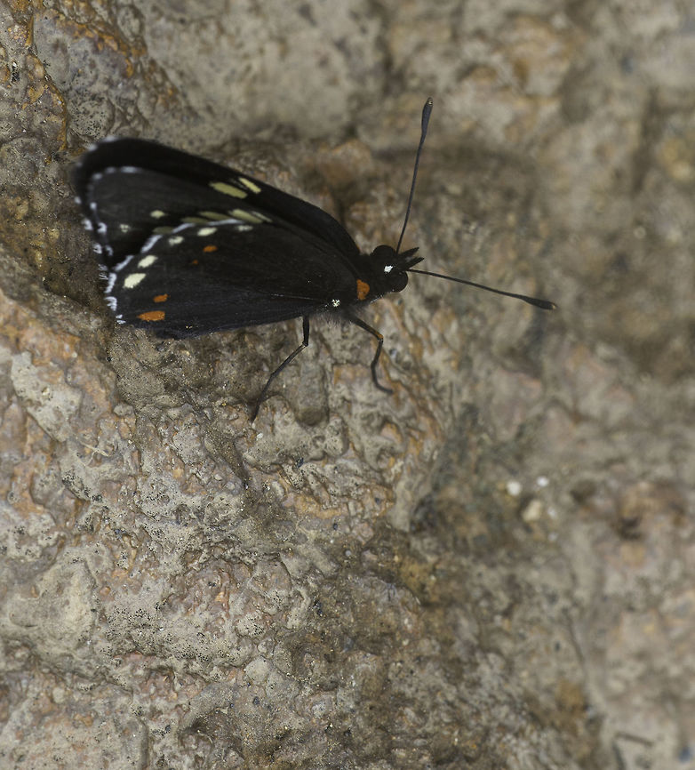 Chlosyne melanarge, Costa Rica  Chlosyne                    Chlosyne melanarge,Chlosyne melanarge,Mariposas Patas de Cepillo,Melitaeini                Mariposas Parche,Nymphalinae,butterfly,insecte,nymphalidae,papillon