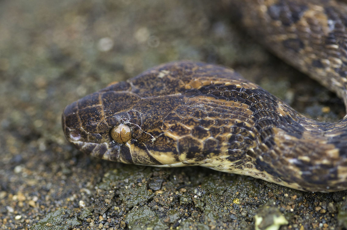 culebra ojo de gato - Leptodeira rhombifera on the rio blanco banks, exploring on a Sunday afternoon Colubridae,Costa Rica,Culebra Ojo de Gato Bandada,Escombreras,Geotagged,Leptodeira,Leptodeira rhombifera