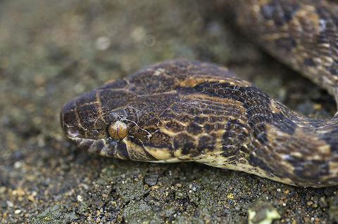 Leptodeira rhombifera