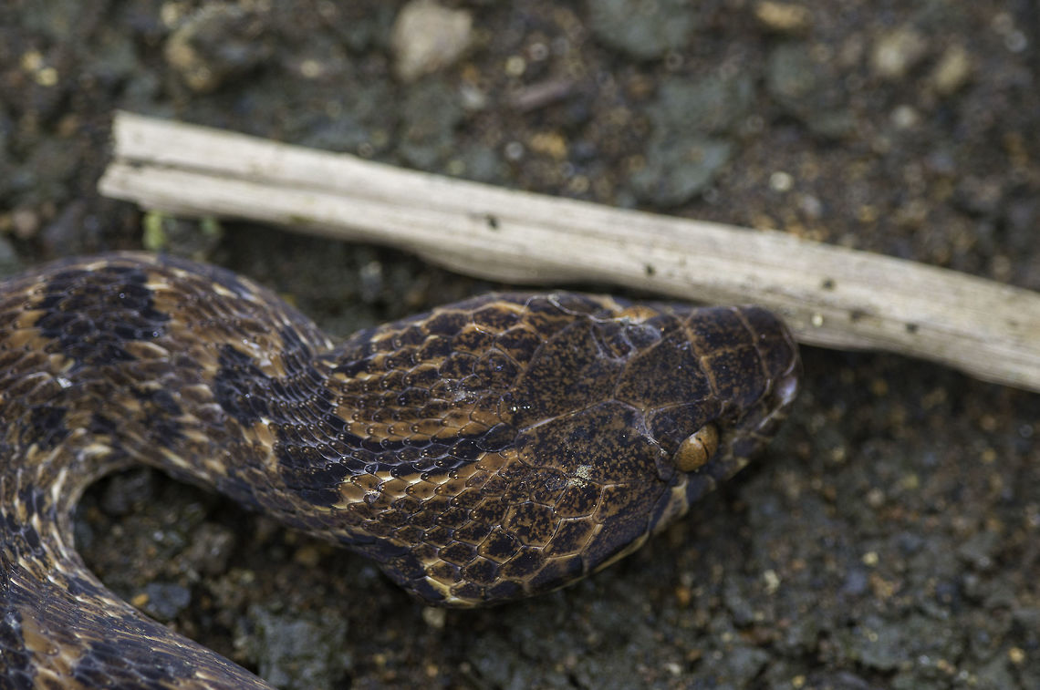 Leptodeira rhombifera here you can see the pattern, which distinguishes her from the dangerous terciopelo. <br />
Sorry had to correct the ID, thanks to Naturalista .mx and Roberto Quiros. Colubridae,Culebra Ojo de Gato Bandada,Culebras Y Parientes,Dipsadinae,Escombreras,Lagartijas Y Serpientes,Leptodeira,Leptodeira rhombifera,Leptodeira rhombiferadatos,Reptilia,Serpentes,Squamata