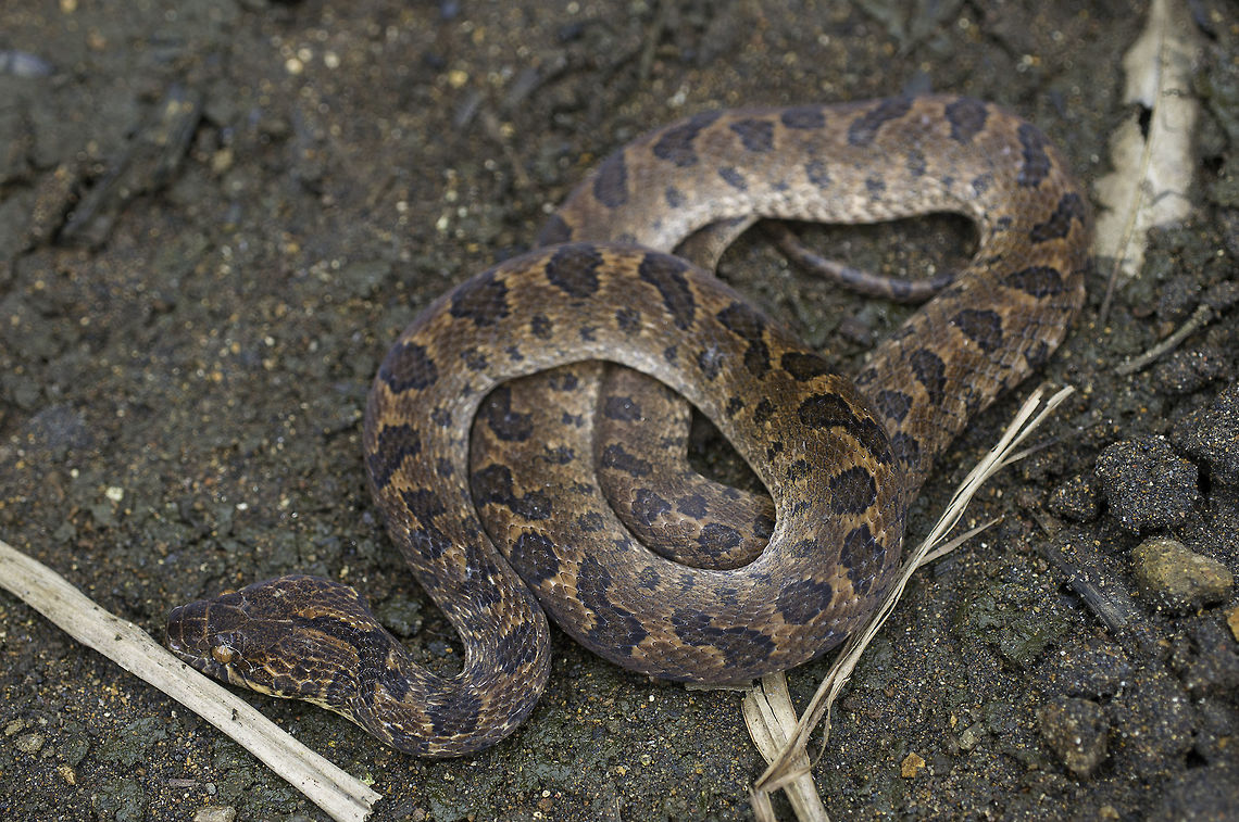 culebra ojo de gato - Leptodeira rhombifera I think it is subspecies Leptodeira rhombifera, had to correct the previous ID Colubridae,Culebra Ojo de Gato Bandada,Culebras Y Parientes,Dipsadinae,Escombreras,Lagartijas Y Serpientes,Leptodeira,Leptodeira rhombifera,Leptodeira rhombiferadatos,Reptilia,Serpentes,Squamata