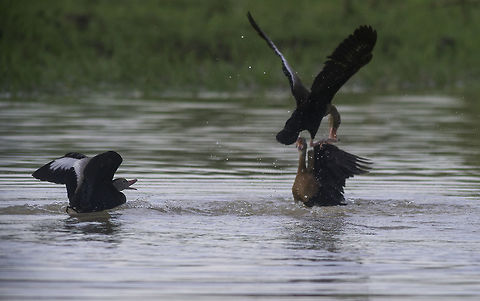 Black-bellied whistling duck fighting  Black-bellied whistling duck,Costa Rica,Dendrocygna autumnalis,Geotagged,dendrocygna autumnalis,pichiche,pichichi,pichihuila,pijije,piscingo,whistling duck