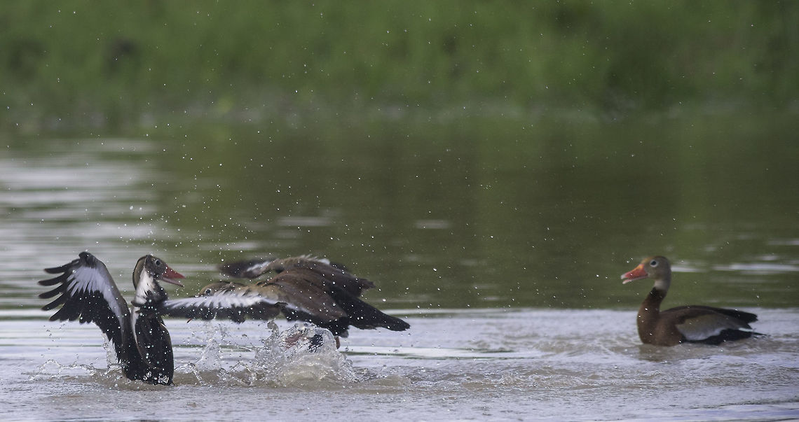 Black-bellied whistling duck fighting - II please forgive for uploading 4 pics. I have never seen them fight like this and wanted to share them Black-bellied whistling duck,Costa Rica,Dendrocygna autumnalis,Geotagged,Summer,dendrocygna autumnalis,pichiche,pichichi,pichihuila,pijije,piscingo,whistling duck