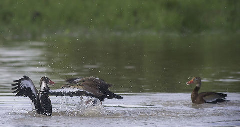 Black-bellied whistling duck fighting - II please forgive for uploading 4 pics. I have never seen them fight like this and wanted to share them Black-bellied whistling duck,Costa Rica,Dendrocygna autumnalis,Geotagged,Summer,dendrocygna autumnalis,pichiche,pichichi,pichihuila,pijije,piscingo,whistling duck