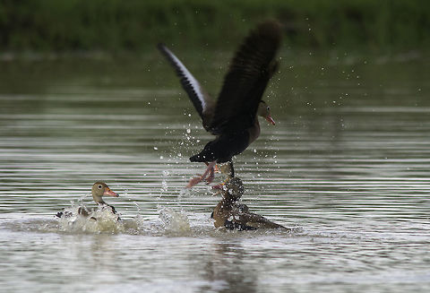 Black-bellied whistling duck fighting - III  Black-bellied whistling duck,Costa Rica,Dendrocygna autumnalis,Geotagged,Summer,dendrocygna autumnalis,pichiche,pichichi,pichihuila,pijije,piscingo,whistling duck
