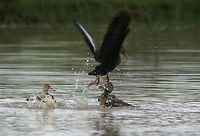Black-bellied whistling duck fighting - III Black-bellied whistling duck,Costa Rica,Dendrocygna autumnalis,Geotagged,Summer,dendrocygna autumnalis,pichiche,pichichi,pichihuila,pijije,piscingo,whistling duck