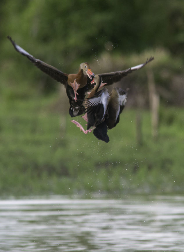 Black-bellied whistling duck fighting - IV attack!!<br />
<br />
<figure class="photo"><a href="https://www.jungledragon.com/image/66179/black-bellied_whistling_duck_fighting.html" title="Black-bellied whistling duck fighting"><img src="https://s3.amazonaws.com/media.jungledragon.com/images/2552/66179_thumb.jpg?AWSAccessKeyId=05GMT0V3GWVNE7GGM1R2&Expires=1767225610&Signature=Kl%2FdmrbdcLcjFWRFF8FqQHxK49c%3D" width="200" height="126" alt="Black-bellied whistling duck fighting  Black-bellied whistling duck,Costa Rica,Dendrocygna autumnalis,Geotagged,dendrocygna autumnalis,pichiche,pichichi,pichihuila,pijije,piscingo,whistling duck" /></a></figure><br />
<figure class="photo"><a href="https://www.jungledragon.com/image/66180/black-bellied_whistling_duck_fighting_-_ii.html" title="Black-bellied whistling duck fighting - II"><img src="https://s3.amazonaws.com/media.jungledragon.com/images/2552/66180_thumb.jpg?AWSAccessKeyId=05GMT0V3GWVNE7GGM1R2&Expires=1767225610&Signature=DIT95gL6GqsKy4%2FN%2BlIUolwxFrc%3D" width="200" height="106" alt="Black-bellied whistling duck fighting - II please forgive for uploading 4 pics. I have never seen them fight like this and wanted to share them Black-bellied whistling duck,Costa Rica,Dendrocygna autumnalis,Geotagged,Summer,dendrocygna autumnalis,pichiche,pichichi,pichihuila,pijije,piscingo,whistling duck" /></a></figure><br />
<figure class="photo"><a href="https://www.jungledragon.com/image/66181/black-bellied_whistling_duck_fighting_-_iii.html" title="Black-bellied whistling duck fighting - III"><img src="https://s3.amazonaws.com/media.jungledragon.com/images/2552/66181_thumb.jpg?AWSAccessKeyId=05GMT0V3GWVNE7GGM1R2&Expires=1767225610&Signature=2cvIV0agR3j%2FaYoQMwbO1mwzbkw%3D" width="200" height="138" alt="Black-bellied whistling duck fighting - III  Black-bellied whistling duck,Costa Rica,Dendrocygna autumnalis,Geotagged,Summer,dendrocygna autumnalis,pichiche,pichichi,pichihuila,pijije,piscingo,whistling duck" /></a></figure> Black-bellied whistling duck,Costa Rica,Dendrocygna autumnalis,Geotagged,Summer,dendrocygna autumnalis,pichiche,pichichi,pichihuila,pijije,piscingo,whistling duck