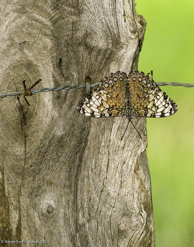 Hamadryas guatemalena guatemalena spotted this one near a Jocote tree full of very ripe to rotting fruit. There were lots of species but most of them are well covered here by all the mariposariums Ageroniini,Costa Rica,Geotagged,Guatemalan cracker,Hamadryas guatemalena,Hamadryas guatemalena guatemalena,Lepidoptera,Summer,butterfly,camouflage,camuflaje,cracker,insect,insecte,mariposa,papillon