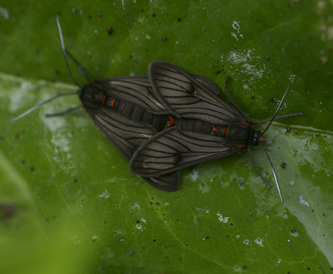 Saurita nigripalpia looking forward to the next generaton of tese cute little moths. They live in my sweet lemons (lim&oacute;n dulce) Costa Rica,Euchromiina,Familia Erebidae,Geotagged,Género Saurita,Noctuoidea,Polillas Búho,Polillas Tigre,Saurita nigripalpia,Saurita nigripalpia ssp. costaricae,Subfamilia Arctiinae,Summer,Tribu Arctiini