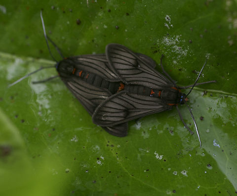Saurita nigripalpia looking forward to the next generaton of tese cute little moths. They live in my sweet lemons (limón dulce) Costa Rica,Euchromiina,Familia Erebidae,Geotagged,Género Saurita,Noctuoidea,Polillas Búho,Polillas Tigre,Saurita nigripalpia,Saurita nigripalpia ssp. costaricae,Subfamilia Arctiinae,Summer,Tribu Arctiini
