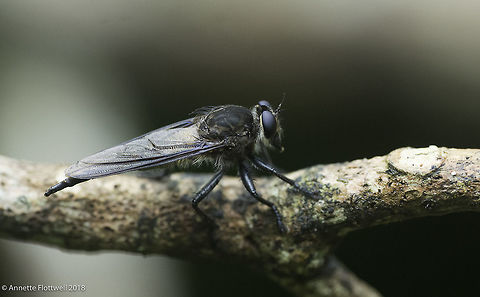 Black Robberfly, Costa Rica I wish I could do better. I have already asked for help on Inaturalista. Asilinae,Costa Rica,Geotagged,Spring,insecte