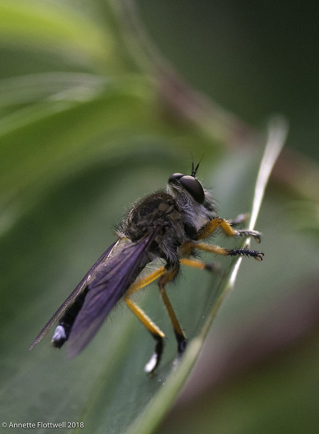 Robberfly with yellow legs, Costa Rica a robberfly with sexy legs and a lovely taillight. They are not very common, I have seen them only twice in my garden and one in the bush Asilinae,Costa Rica,Geotagged,Summer
