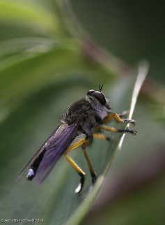 Robberfly with yellow legs, Costa Rica a robberfly with sexy legs and a lovely taillight. They are not very common, I have seen them only twice in my garden and one in the bush Asilinae,Costa Rica,Geotagged,Summer