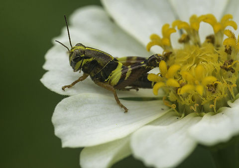 Looking smart this little hopper kept me busy for hours, just can't find an id, I have searched i naturalista and others for hours Costa Rica,Geotagged,Summer,hopper,insect,shoert antennae