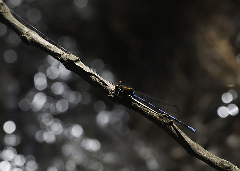 Argia cupraurea above a hot stream near Rincon de la vieja.
these little cuties are easy to ID with their eyes and copper tone.
Inaturalista does the trick or http://www.crbio.cr:8080/neoportal-web/species/Argia cupraurea
 Argia cupraurea,Azulillas de Arroyo,Coenagrionidae,Costa Rica,Geotagged,Spring,damselfly,demoiselles,guanacaste,zygoptera
