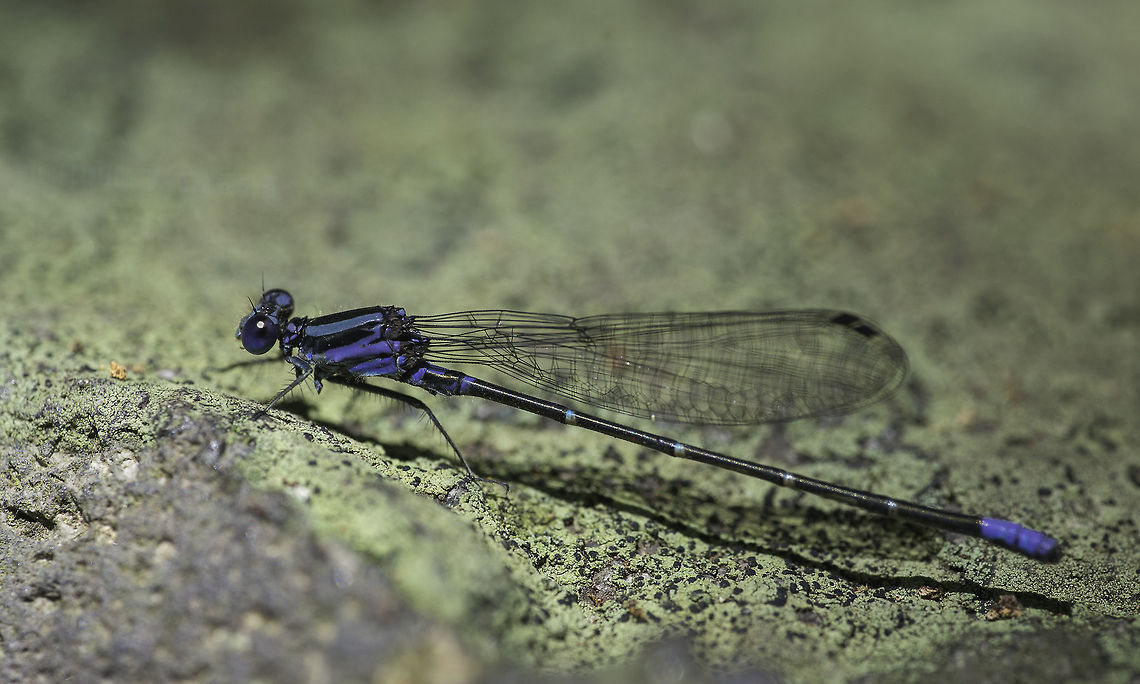 Argia johannella, Costa Rica near a hot stream with lots of sulphur , very volcanic :) Argia johannella,Coenagrionidae,Costa Rica,Geotagged,Spring,argia,caballitos del diablo,danmselfly,demoiselles,zygoptera