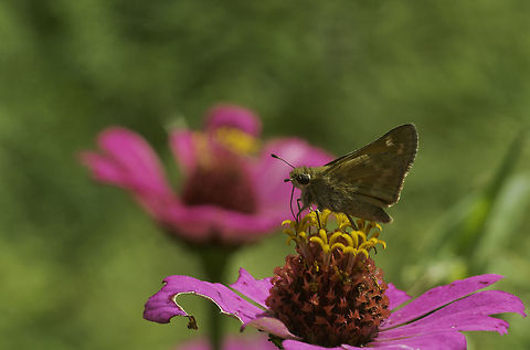 Cymaenes_trebius just a little garden skipper Costa Rica,Cymaenes trebius,Geotagged,Hesperiinae,Moncini,Saltarinas,Saltarinas del Pasto,Summer,hesperiidae,skipper,trebius