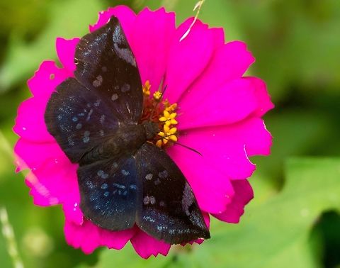 Eantis thraso It is skipper season in the mountains and my zinnias do the trick :) Achlyodes mithridates,Achlyodidini,Costa Rica,Eantis thraso,Geotagged,Pyrginae,Saltarinas,Saltarinas de Alas Abiertas,Sickle-winged skipper,Summer,leptidoptera,pyrgus,skipper