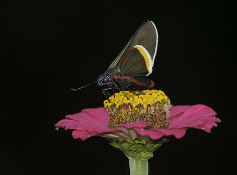 Mysoria ambigua - saltarina puntas de fuego a new garden visitor who took me some hours to identify. As they don't like a typical pyrgus it took a frustrating amount of time on the extra slow butterflies of america, but I could confirm it via INBIO and inaturalista. Costa Rica,Geotagged,Mysoria ambigua,Mysoriae,Pyrginae,Pyrrhopygini,Saltarinas,butterfly,hesperidae,hesp&eacute;ridos,leptidoptera,mariposa,monsoon,papillon