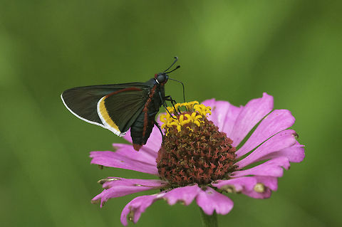Mysoria_ambigua - saltarina puntas de fuego I am pretty sure it is not Mysoria barcastus because of the blue head and the difference in the yellow and white lines Costa Rica,Geotagged,Mysoria ambigua,Mysoriae,Pyrginae,Pyrrhopygini,Saltarinas,butterfly,hesperidae,hespéridos,leptidoptera,mariposa,monsoon,papillon