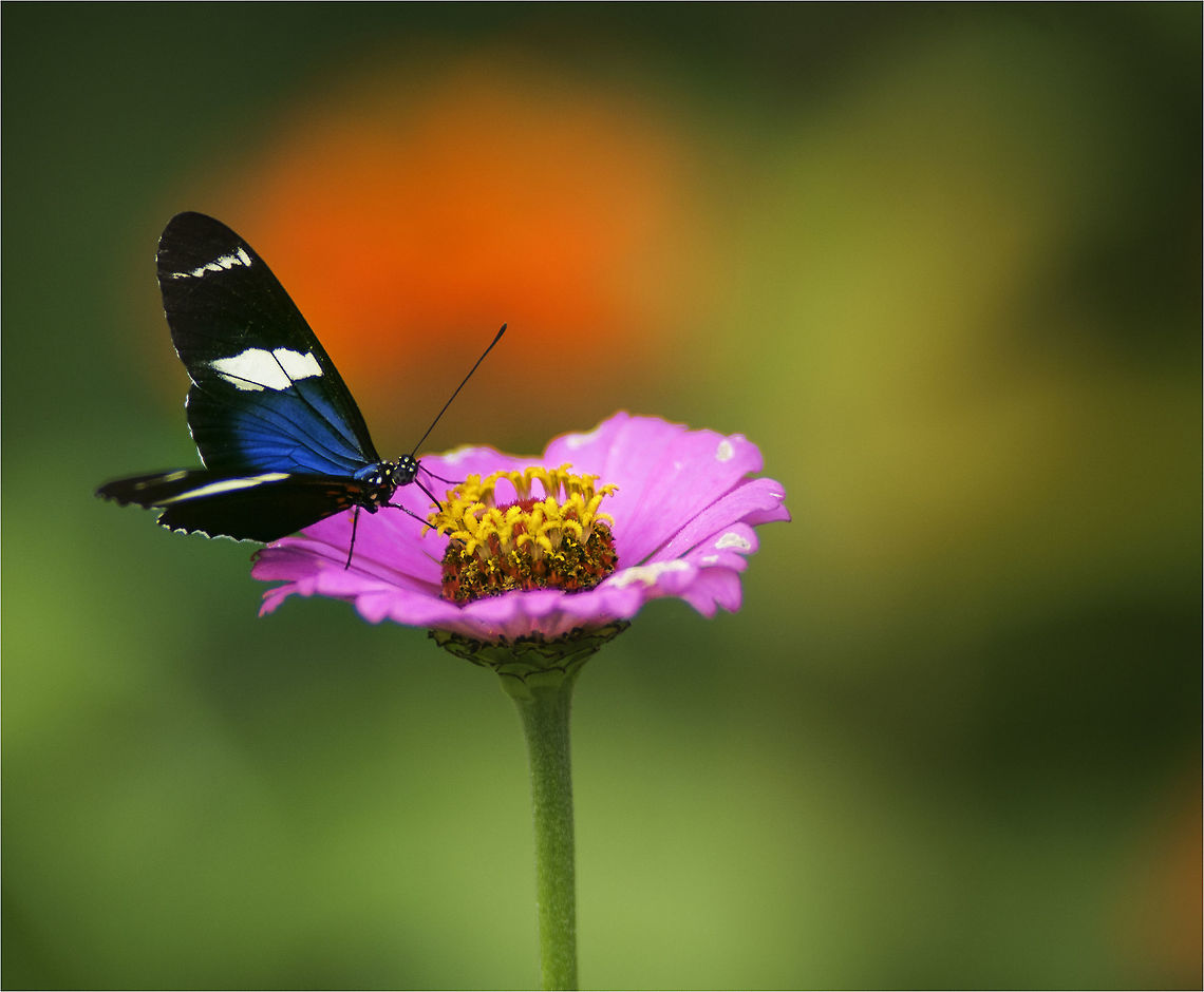 Heliconius_Sara_(13_of_15)  Costa Rica,Geotagged,Heliconius,Heliconius Sara,Heliconius sara,Lepidoptera,Sara longwing,Summer,butterfly,junoninae,mariposa,nymphalidae