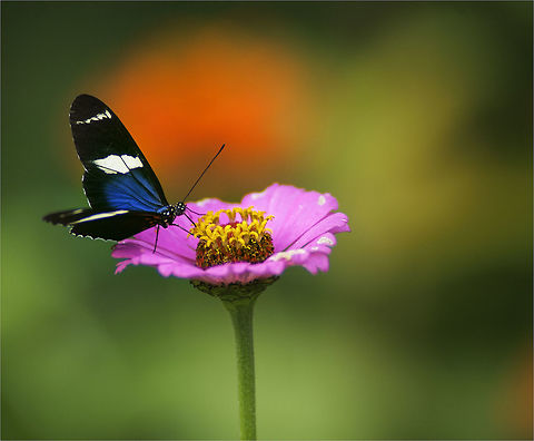 Heliconius_Sara_(13_of_15)  Costa Rica,Geotagged,Heliconius,Heliconius Sara,Heliconius sara,Lepidoptera,Sara longwing,Summer,butterfly,junoninae,mariposa,nymphalidae