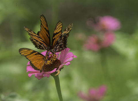 Dione_juno_-_la_unica_flor_en_el_jardin_(1_of_6)  Costa Rica,Dione juno,Geotagged,Juno Silverspot,Lepidoptera,Summer,dione juno,garden,insecte,jardin,junoninae,mariposa,nymphalidae,zinia,zinnia