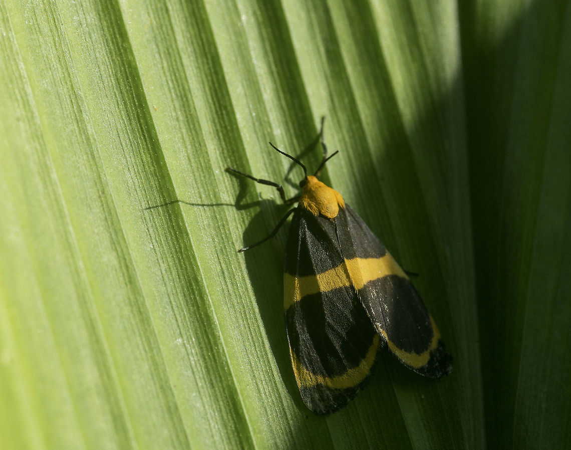 Eudesmia arida the reason I think it is arida opposed to menea is that this one is more yellow and the stipes are fines.<br />
JD shouldn&#039;t tag &#039;fall&#039;, we don&#039;t have autumn here, but it is monsoon Arctiinae,Costa Rica,Erebidae,Eudesmia,Eudesmia arida,Eudesmiina,Geotagged,Lithosiini,Polillas Búho,Superfamilia Noctuoidea,eudesmia arida,monsoon