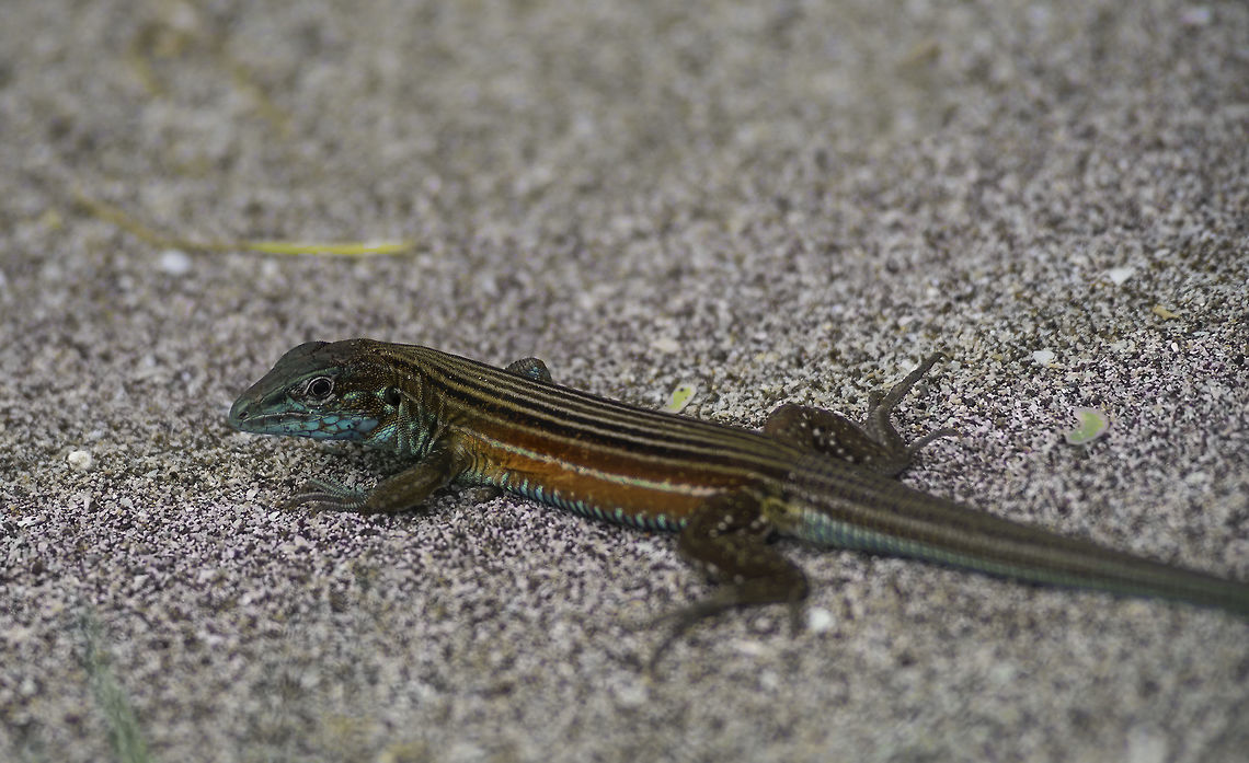 Huico_7_lineas took him in the tropical dry forest near the beach Aspidoscelis deppii,Camaleones,Camaleones Y Parientes,Costa Rica,Geotagged,Huico Siete L&iacute;neas,Iguanas Y Parientes,Summer,aspidoscelis depii