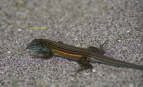 Blackbelly racerunner