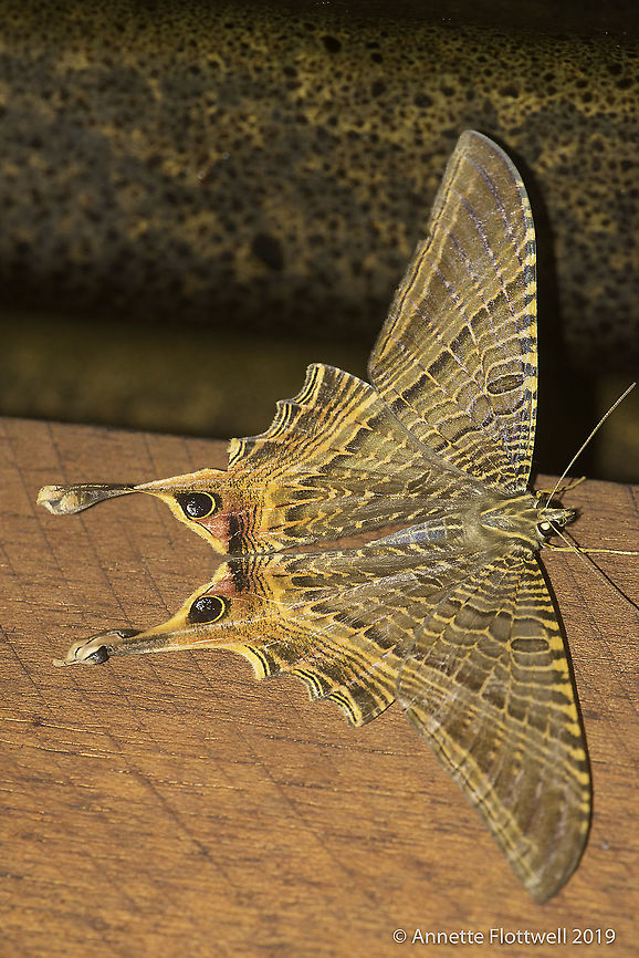 Mania lunus In our outdoor kitchen :) Costa Rica,GEOMETROIDEA,Geotagged,Mania lunus,Sematuridae,Summer,leptidoptera,mania lunus