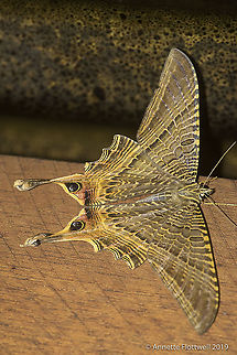 Mania lunus In our outdoor kitchen :) Costa Rica,GEOMETROIDEA,Geotagged,Mania lunus,Sematuridae,Summer,leptidoptera,mania lunus