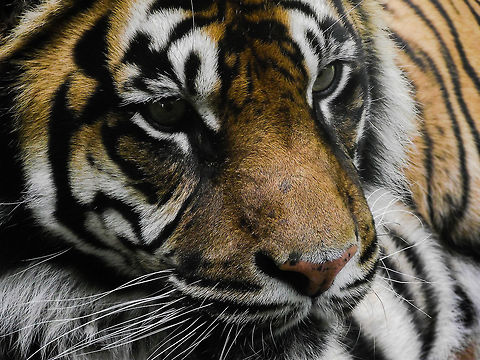 Eye of the Tiger Portrait of a tiger, one of the most majestic creatures in the animal kingdom.  Geotagged,Ireland,Panthera tigris,Summer,Tiger