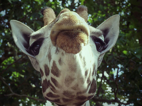 Looking Down Portrait of a giraffe from a different, low perspective.  Belgium,Geotagged,Giraffa camelopardalis,Giraffe