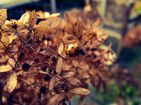 The Great Adventure A little ladybug on a hike through the plants in my garden. Belgium,Coccinellidae,Coccinellinae,Fall,Geotagged,Harlequin ladybird,Harmonia,Harmonia axyridis