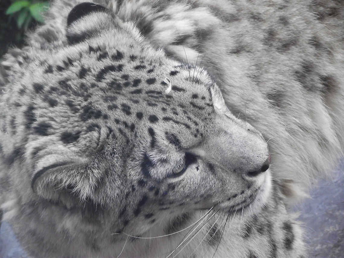 Portrait of a Snow Leopard Closeup of a snow leopard Belgium,Geotagged,Snow leopard,Summer,Uncia uncia