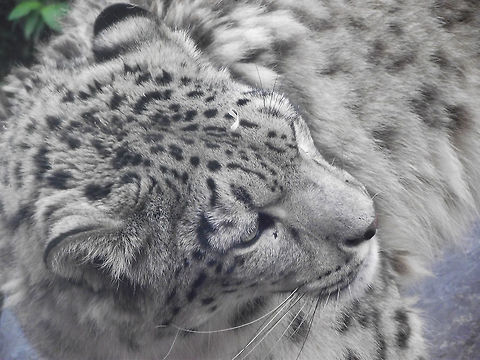 Portrait of a Snow Leopard Closeup of a snow leopard Belgium,Geotagged,Snow leopard,Summer,Uncia uncia