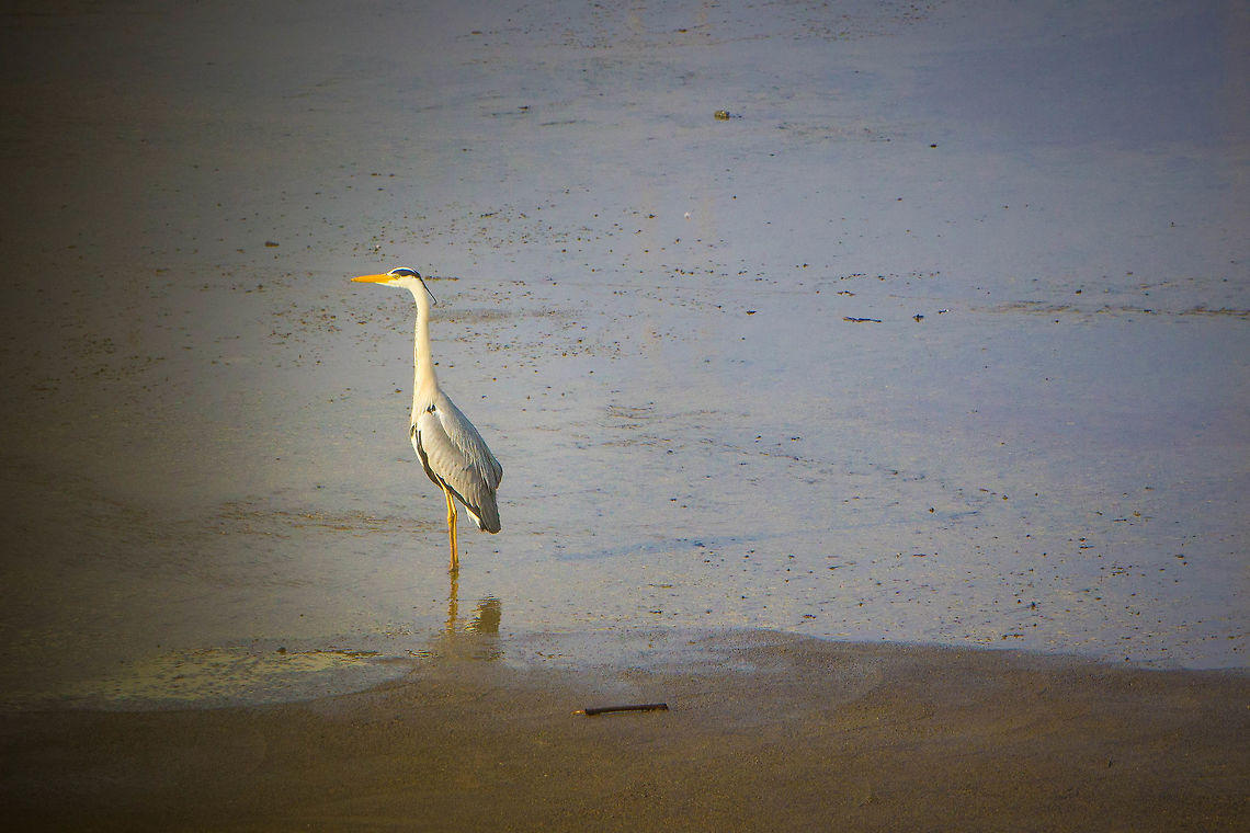 Stunning Grey heron Stunning Grey heron Ardea cinerea,Grey heron