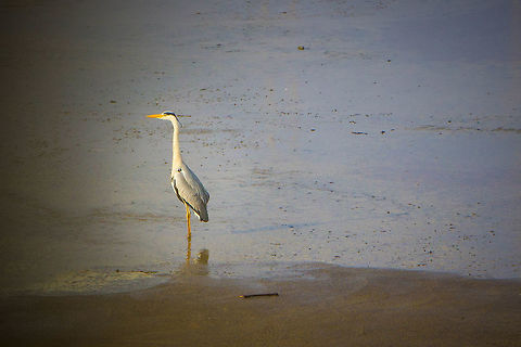 Stunning Grey heron Stunning Grey heron Ardea cinerea,Grey heron