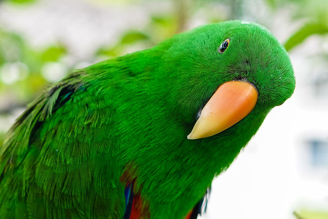 Parrot look The Eclectus Parrot look Aprosmictus erythropterus,Eclectus Parrot,Eclectus roratus,Red-winged parrot,parrot eyes