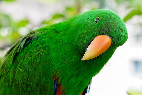 Parrot look The Eclectus Parrot look Aprosmictus erythropterus,Eclectus Parrot,Eclectus roratus,Red-winged parrot,parrot eyes