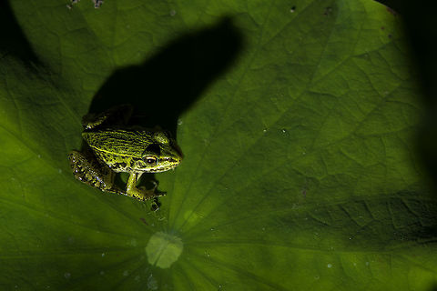Frog Frog shadow Asian bullfrog,Frog orchid or,Hoplobatrachus tigerinus,Raorchestes anili