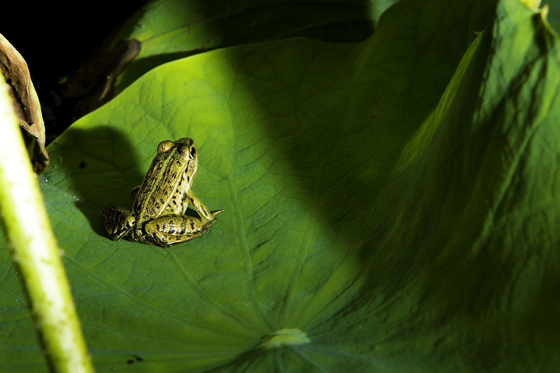 Frog Frog on a lotus leaf Asian bullfrog,Hoplobatrachus tigerinus lotus leaf