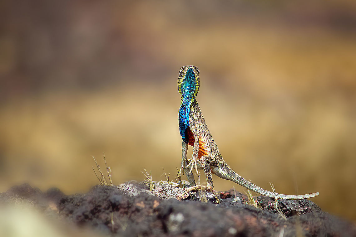 Fan Throated Lizard[Sitana ponticeriana] I spotted this beautiful colourful lizard at the outkirts of Satara,Maharashtra. Fan-throated lizard,Sitana ponticeriana