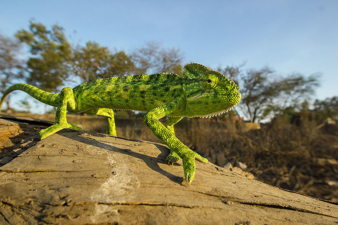 Indian chameleon i spotted this indian chameleon in the yeoor forest near Thane, Mumbai. Chamaeleo zeylanicus,Geotagged,India,Indian chameleon,Spring