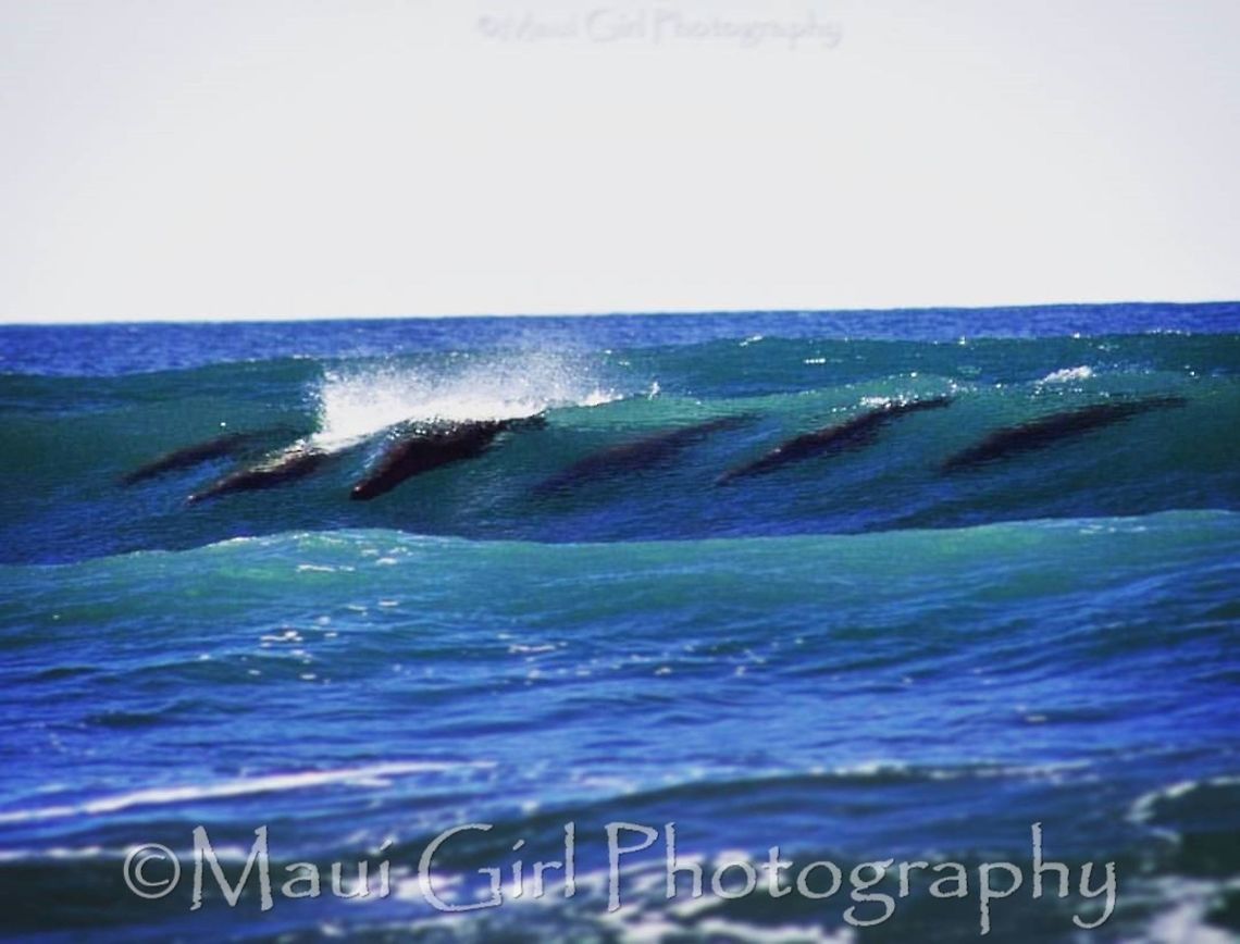 Body Boarding Seals I took this on the Oregon Coast on a beautiful November Afternoon.